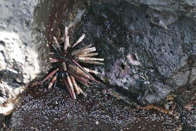 Pencil-spined Sea Urchin (Puerto Egas, Santiago)