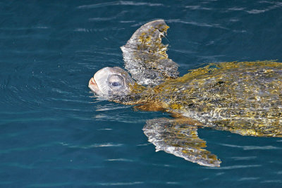 Pacific Green Turtle (Puerto Egas, Santiago)