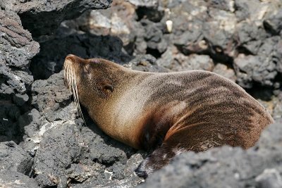 Galapagos Fur Seal (Puerto Egas, Santiago)