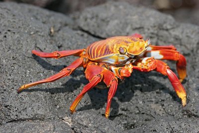 Sally Lightfoot Crab (Puerto Egas, Santiago)
