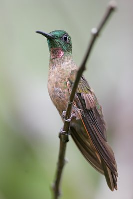 Fawn-breasted Brilliant