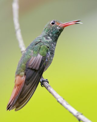 Rufous-tailed Hummingbird