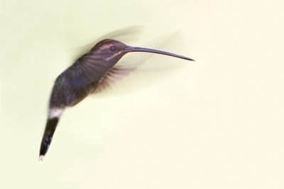 White-whiskered Hermit