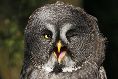 Great Grey Owl (Captive)