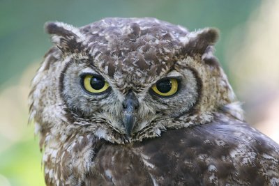 African Spotted Eagle Owl (Captive)