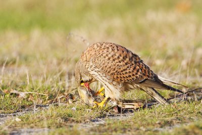 Kestrel