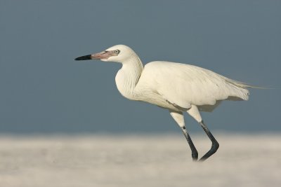 Reddish Egret (white morph)