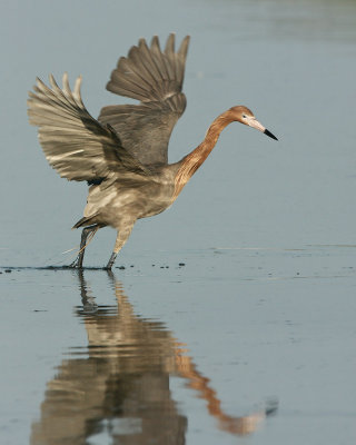 Reddish Egret