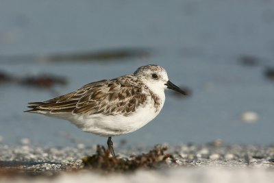 Sanderling