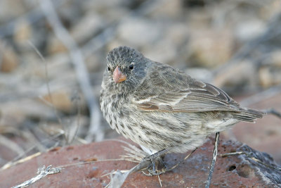 Small Ground Finch (Punta Suarez, Espanola)