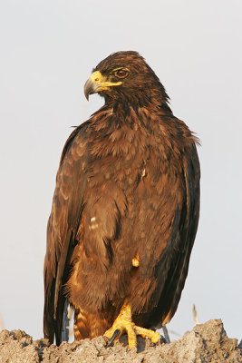 Galapagos Hawk (Punta Suarez, Espanola)