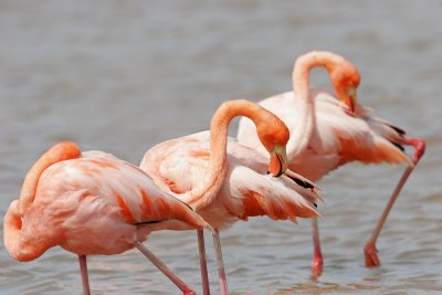 Greater Flamingo (Floreana)