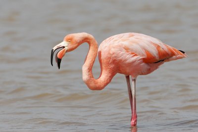 Greater Flamingo (Floreana)