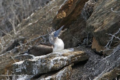 Bluefooted Booby (Floreana)