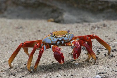Sallylightfoot Crab (Floreana)