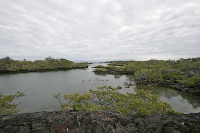 Landscape (Punta Moreno, Isabela)