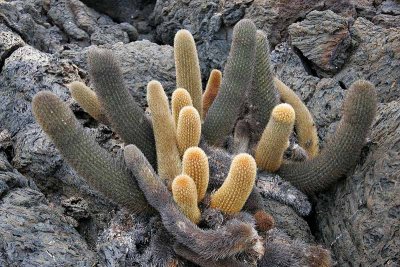 Lava cactus (Punta Moreno, Isabela)