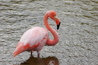 Greater Flamingo (Punta Moreno, Isabela)