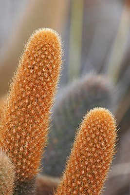 Lava cactus (Punta Moreno, Isabela)