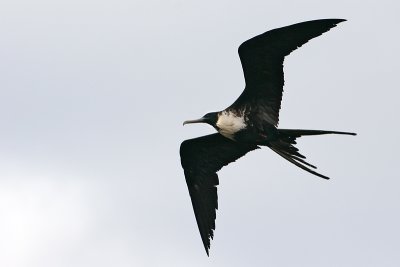 Great Frigatebird (Punta Moreno, Isabela)
