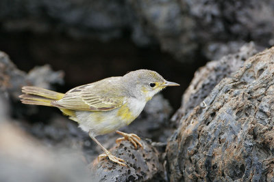Yellow Warbler (Punta Moreno, Isabela)