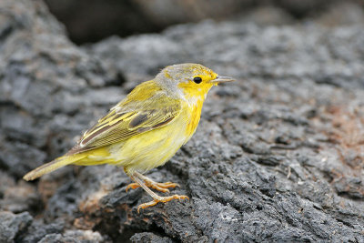 Yellow Warbler (Punta Moreno, Isabela)