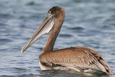 Brown Pelican (Punta Moreno, Isabela)
