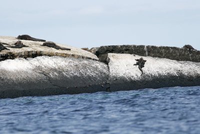 Marine Iguana (Punta Moreno, Isabela)