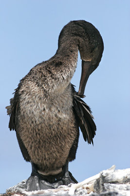 Flightless Cormorant (Punta Moreno, Isabela)