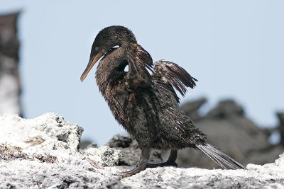 Flightless Cormorant (Punta Moreno, Isabela)