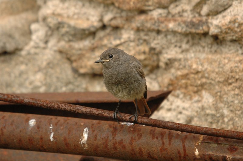 DSC_1082.JPG