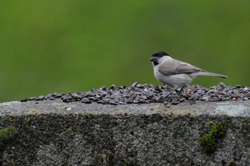 DSC_5600ret.JPG