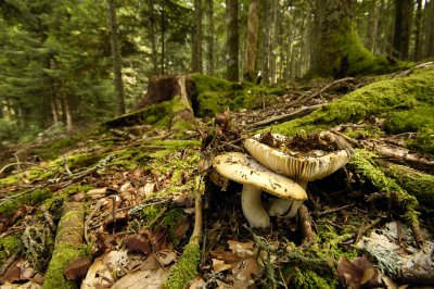 Macro champignons / Close up mushrooms