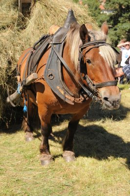 DSC_6661.JPG