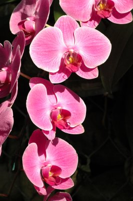 orchidee4.JPG