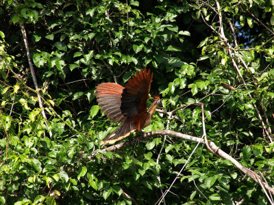 HOATZIN Opisthocomidae