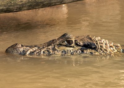 The eye - Black caiman