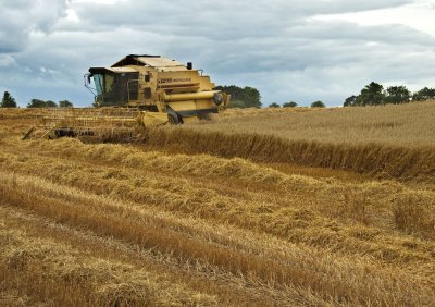 Harvest Time.jpg