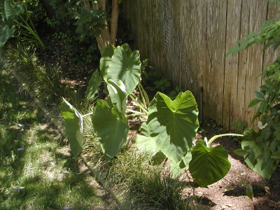 Elephant Ears early start