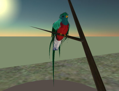 Resplendent Quetzal (animated)