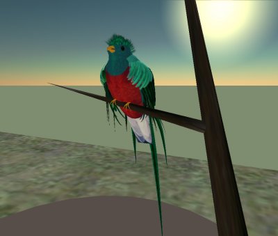 Resplendent Quetzal (animated)
