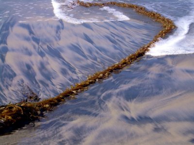 CardiffSeaWeed27.JPG