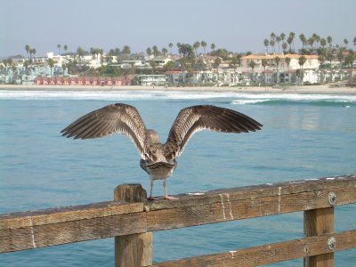 brown? seagulls