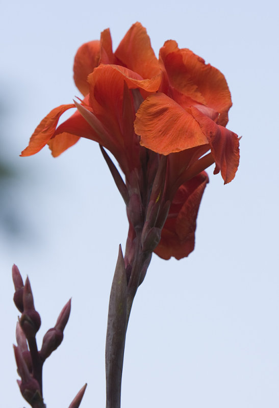 Red Canna