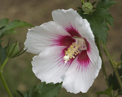 White Rose of Sharon - 2