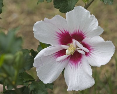 White Rose of Sharon