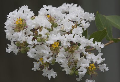 Crepe Myrtle