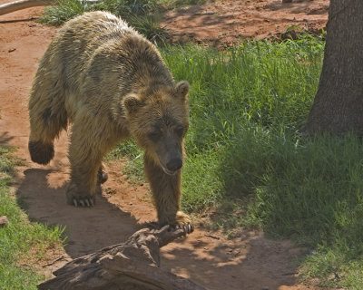 Brown Bear on the Trail