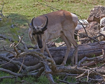Proghorn Antelope