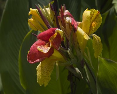 RedAnd Yellow Canna